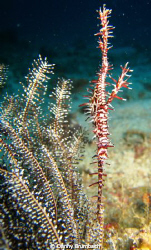 Harlequin Ornate Ghost Pipefish. by Danny Brumbach 